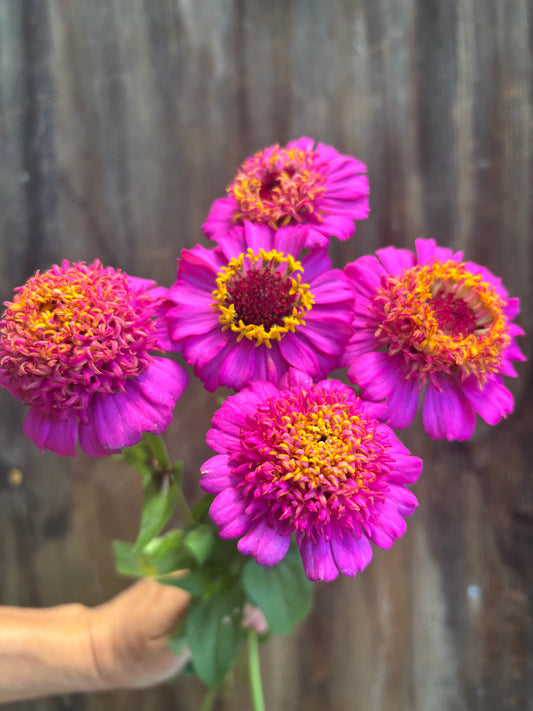 Zinnia 'Zinderella Purple'