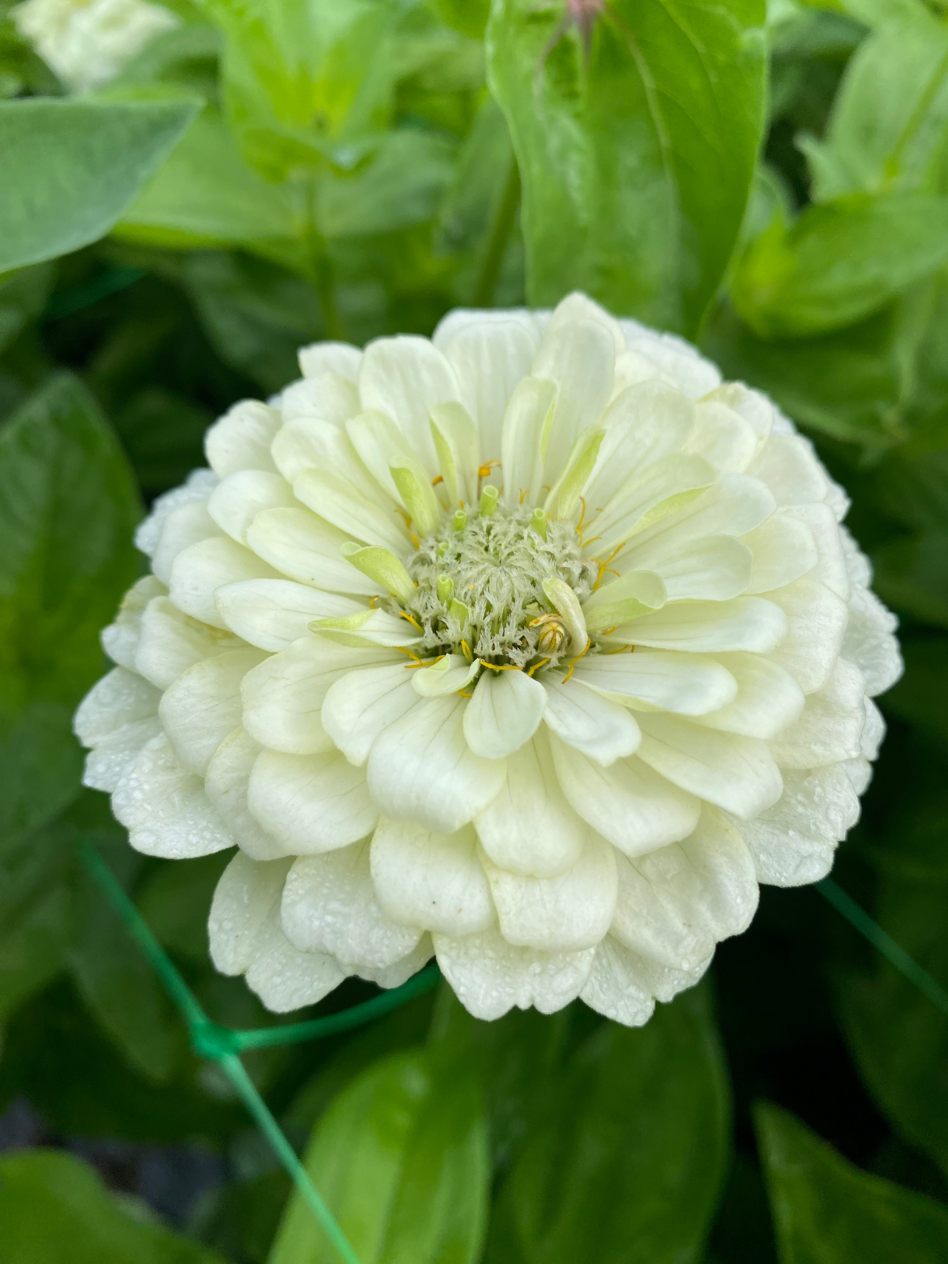 Zinnia 'Benary's Giant White' – Garden On The Hill