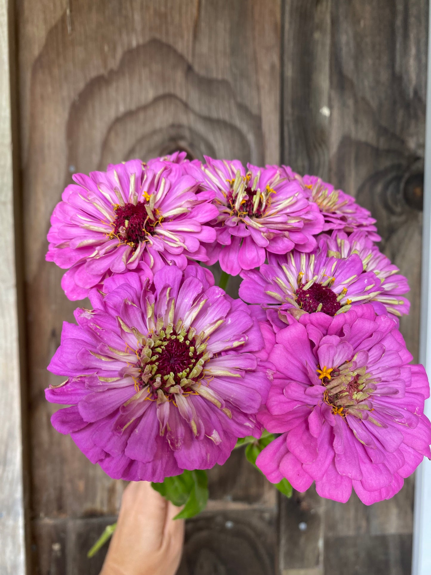 Zinnia 'Benary's Giant Lilac'