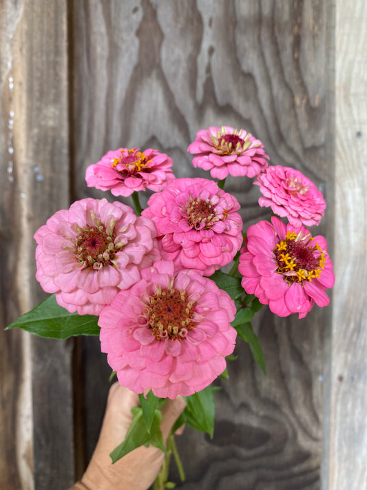 Zinnia 'Oklahoma Pink'