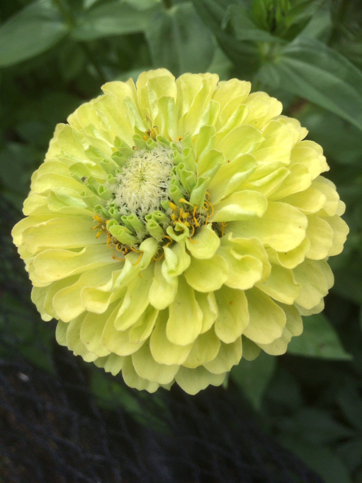 Zinnia 'Benary's Giant Lime'