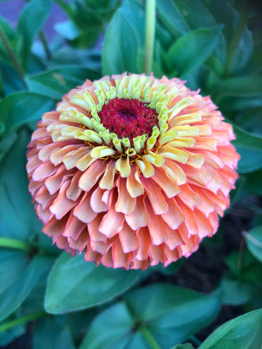 Zinnia 'Queeny Lime Red'