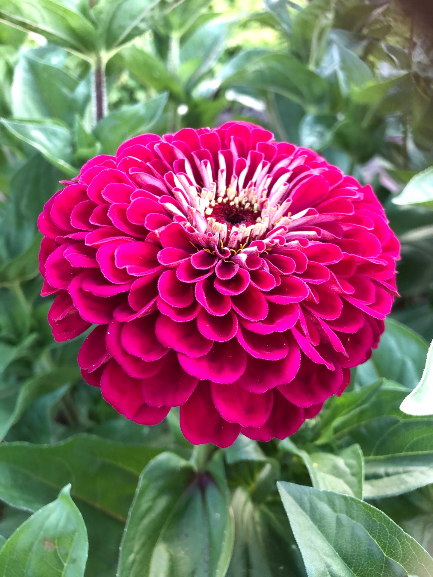 Zinnia 'Benary's Giant Wine'