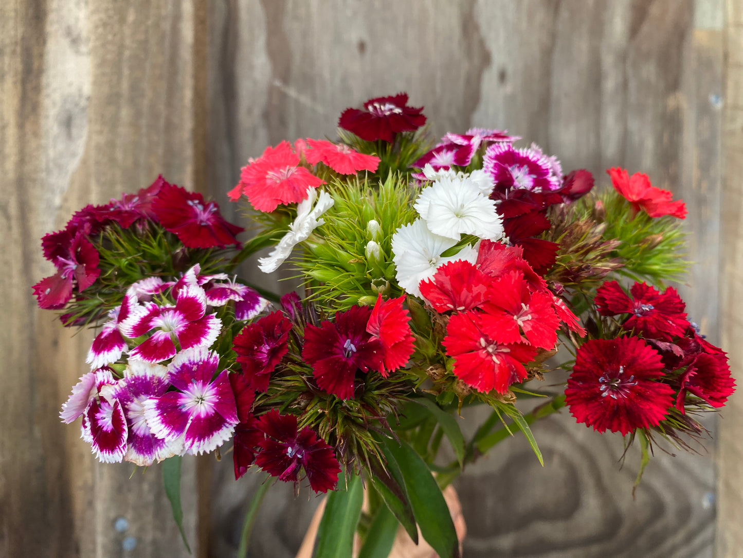 Sweet William Mystery Mix