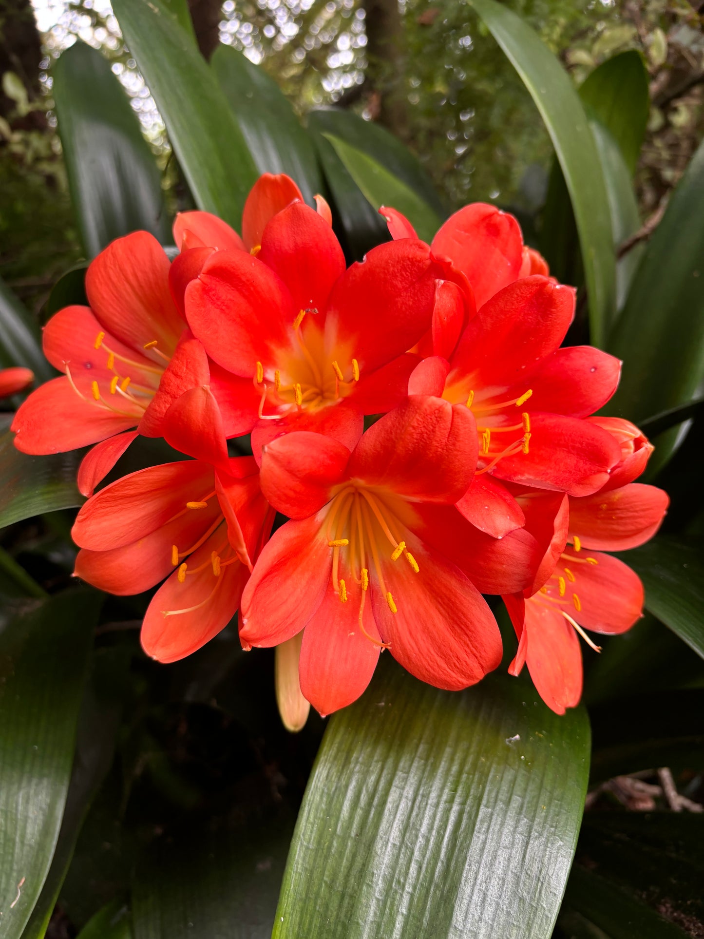 Clivia miniata mixed