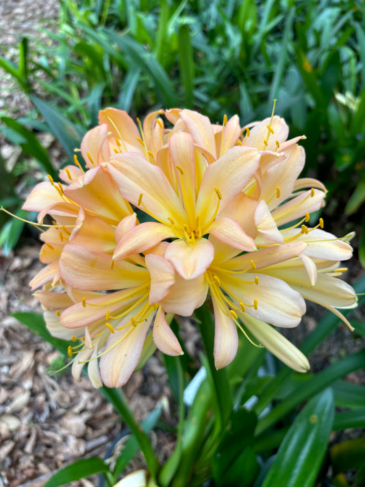 Clivia miniata mixed