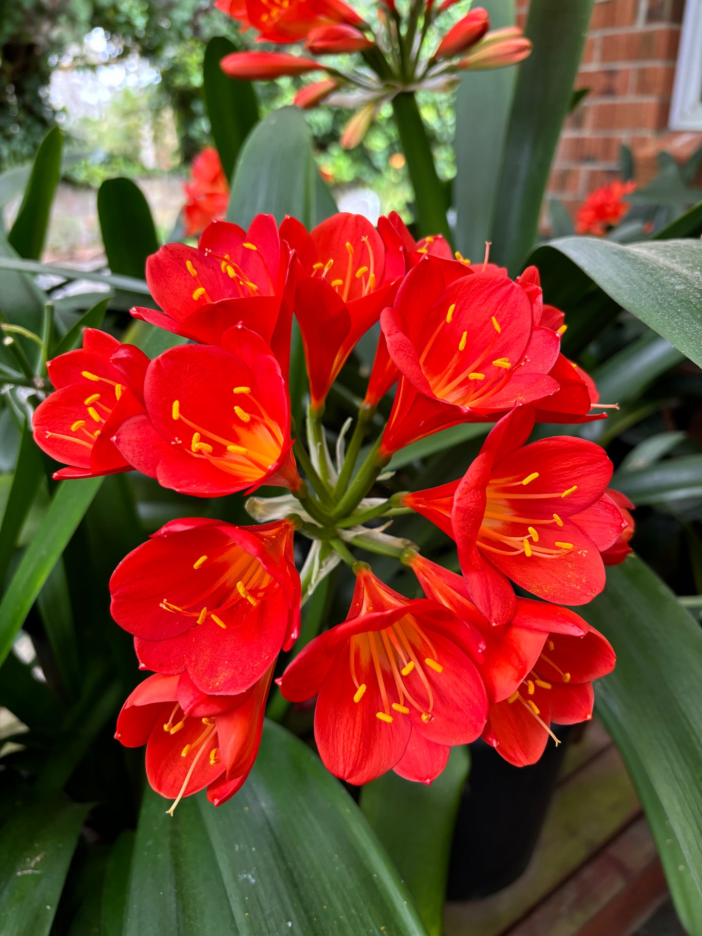 Clivia miniata mixed