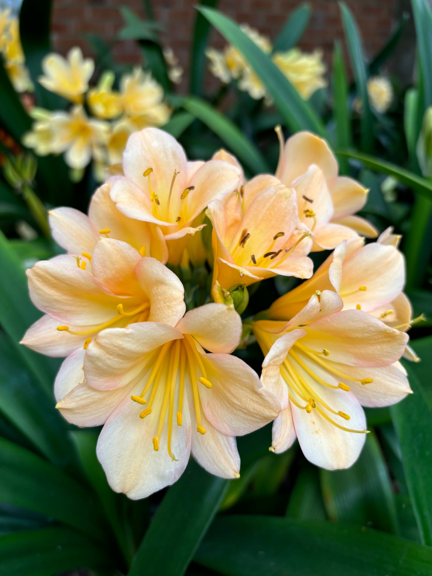 Clivia miniata mixed