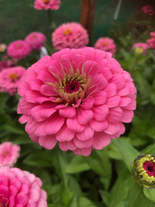 Zinnia 'Benary's Giant Bright Pink'