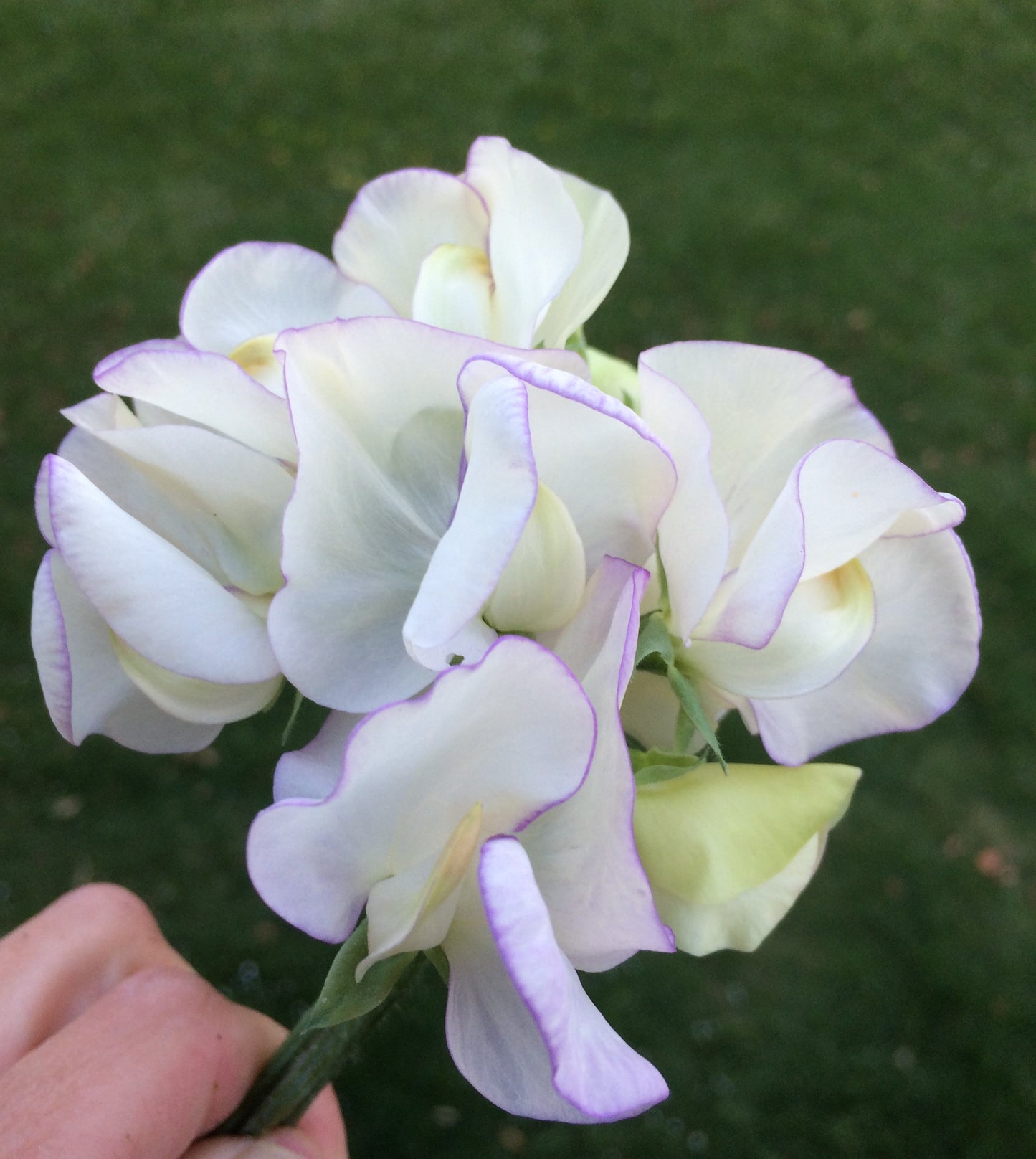 Sweet Pea 'High Scent'