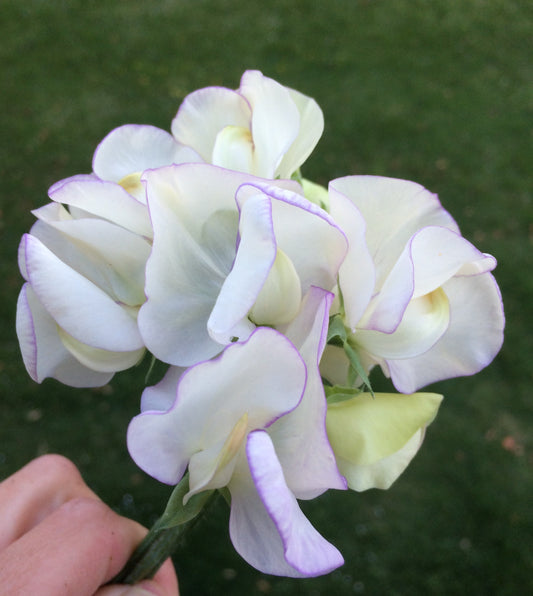 Sweet Pea 'High Scent'