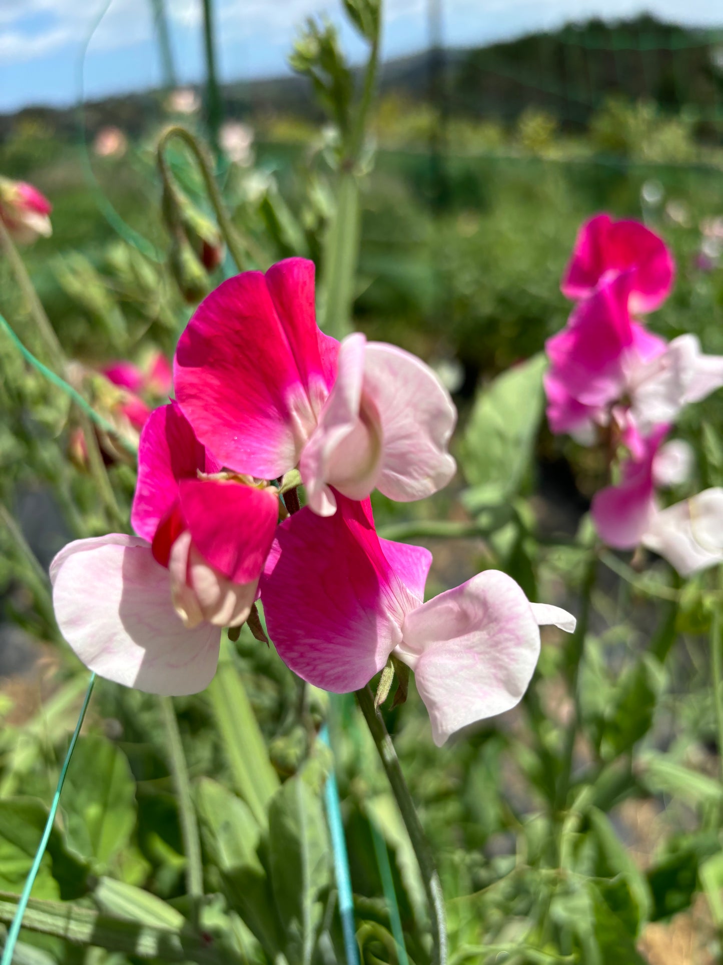 Sweet Pea 'Old Fashioned Mixed' NEW