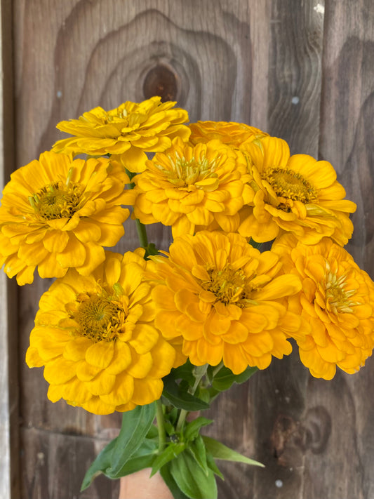 Zinnia 'Benary's Giant Yellow'