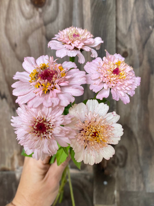 Zinnia 'Zinderella Lilac'