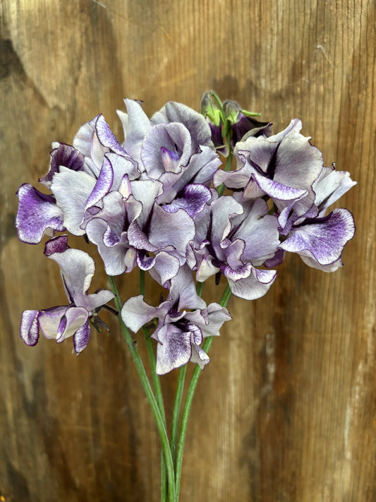 Sweet Pea 'Ink Splash' NEW!