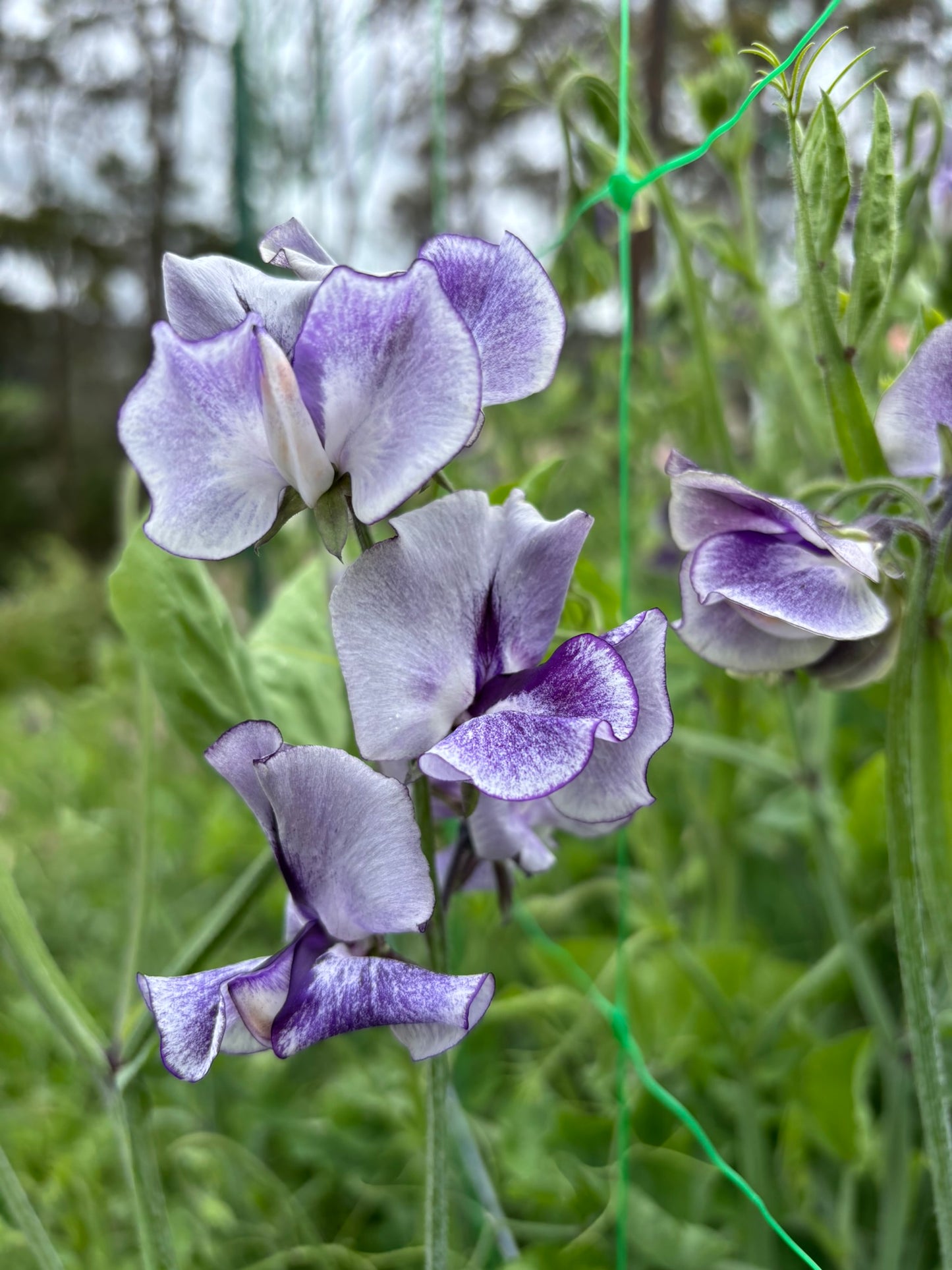 Sweet Pea 'Ink Splash' NEW!