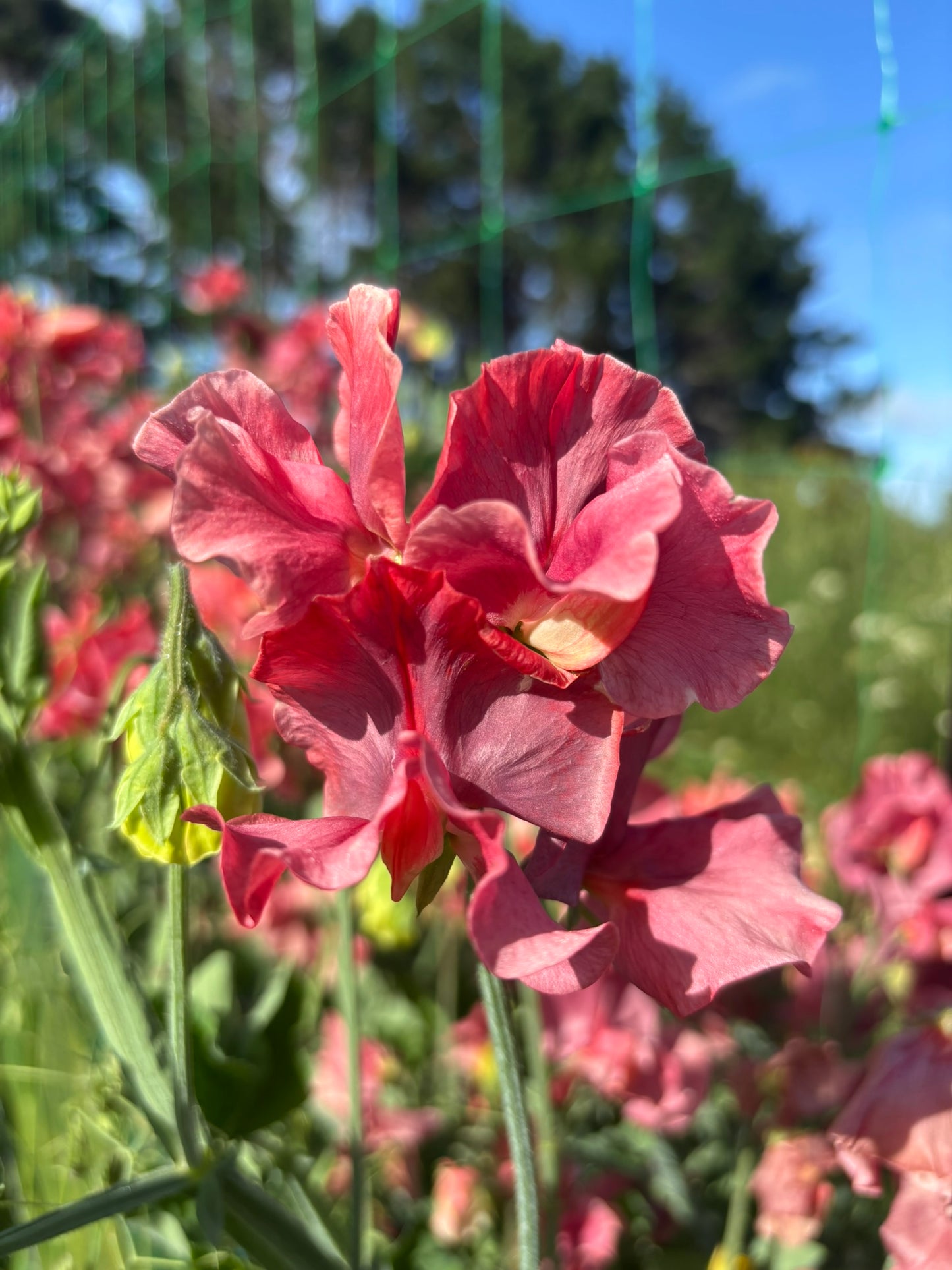 Sweet Pea 'Kings Ransom' NEW!