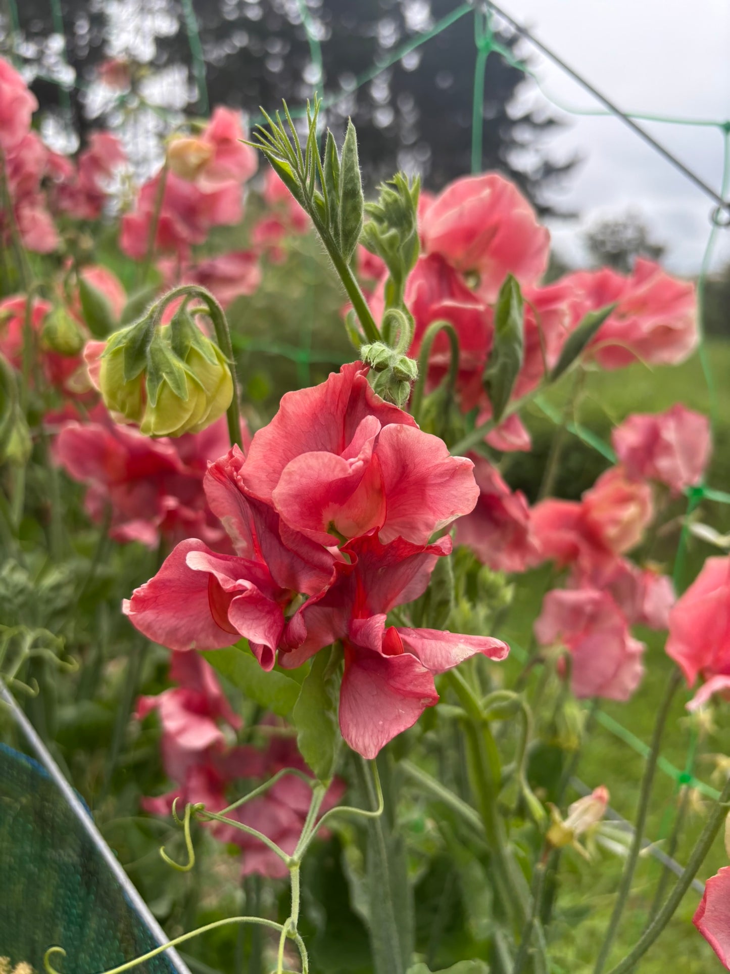 Sweet Pea 'Kings Ransom' NEW!