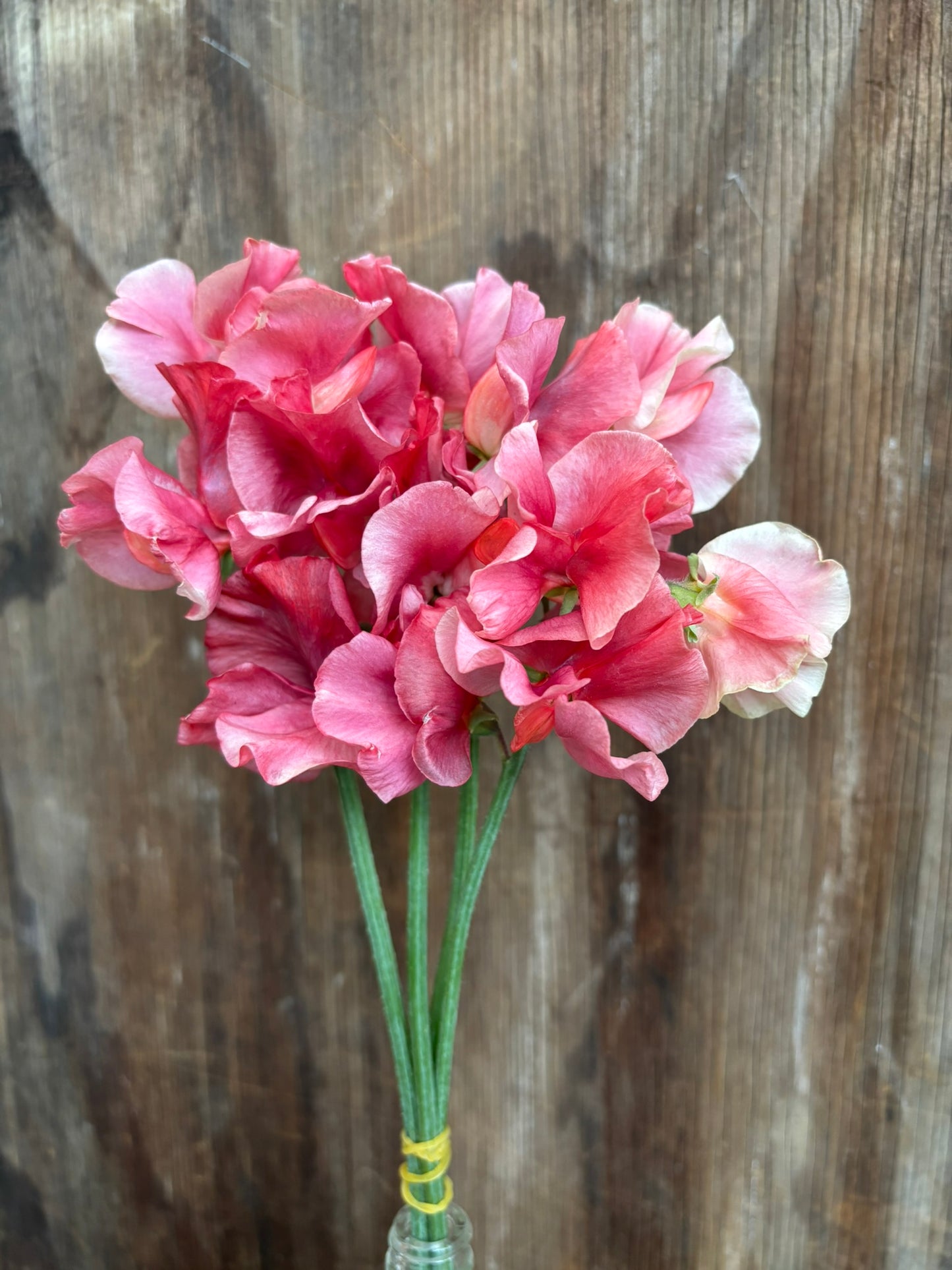 Sweet Pea 'Kings Ransom' NEW!