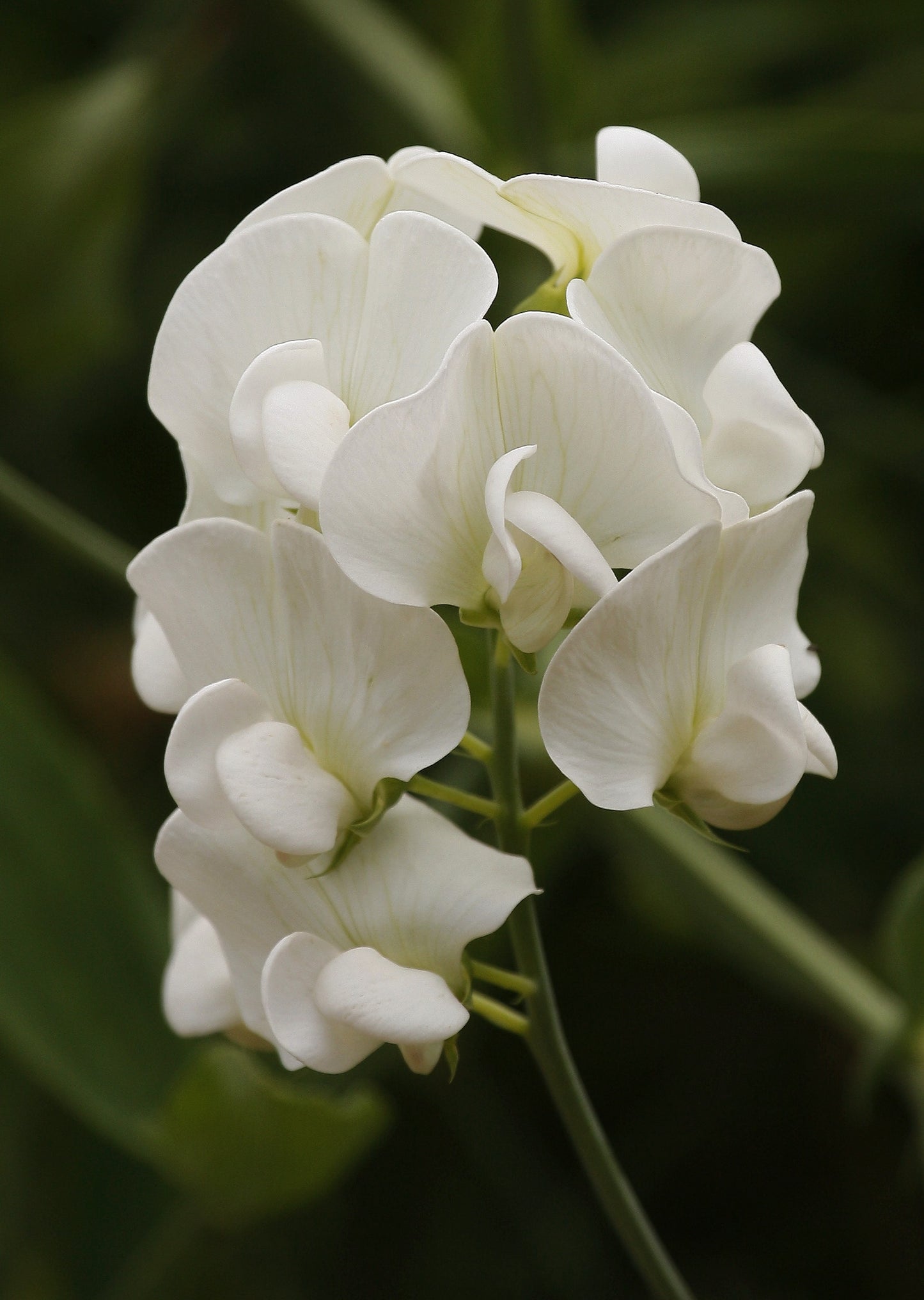 Lathyrus latifolius 'White Pearl' NEW!