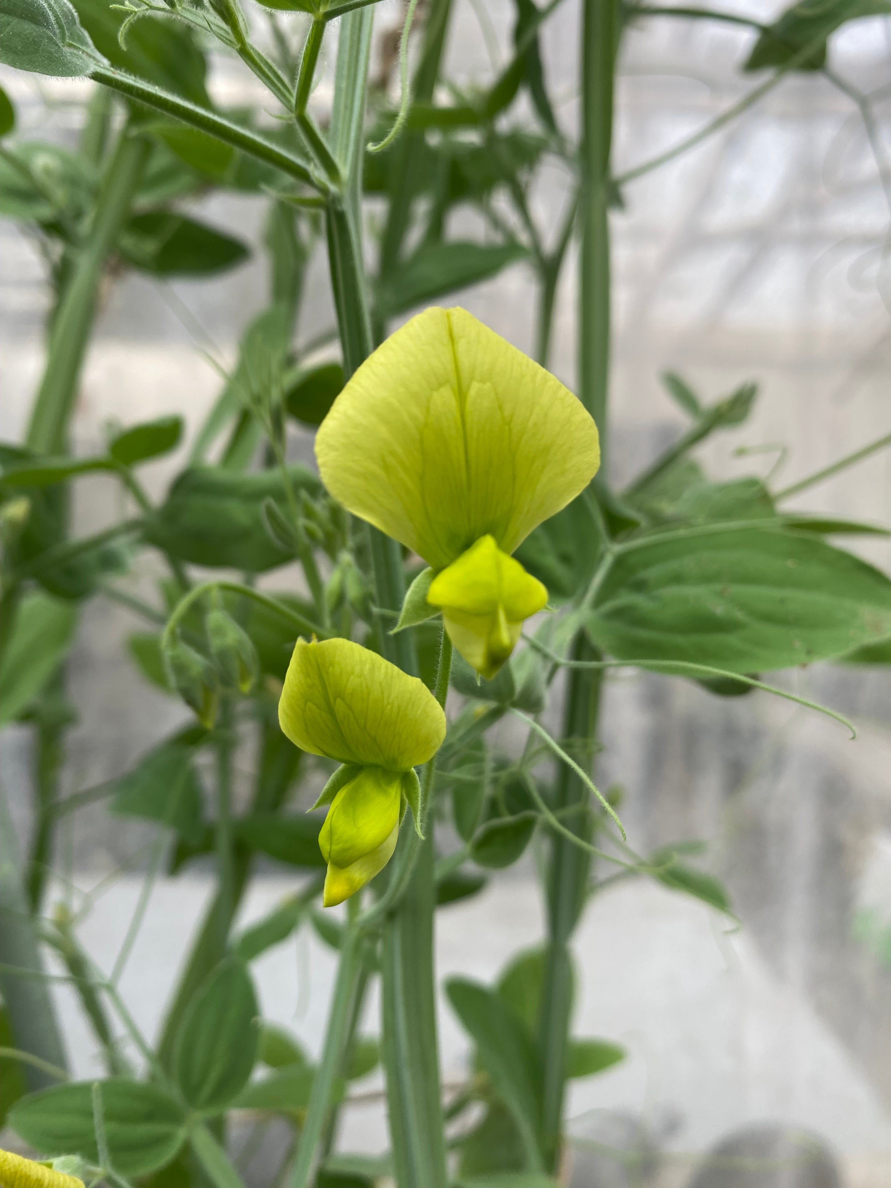 Lanthrys Tree Lathyrus chloranthus – Garden on the Hill
