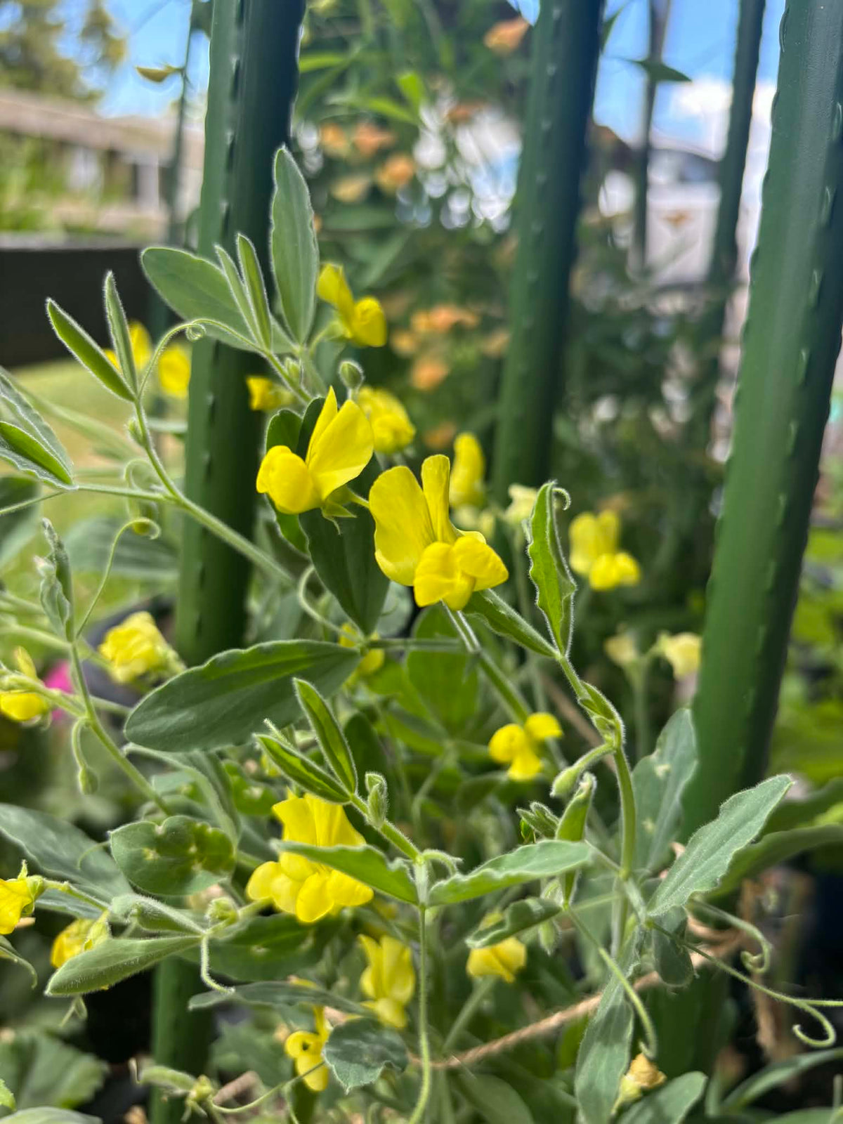 Lanthrys Tree Lathyrus chrysanthus NEW! – Garden on the Hill