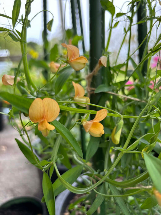 Lathyrus gorgoni NEW!