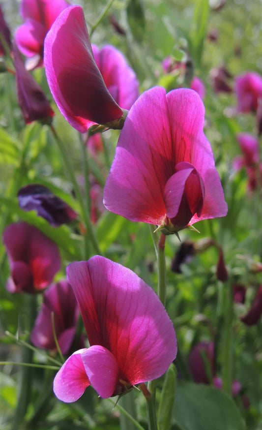 Lathyrus tingitanus NEW!