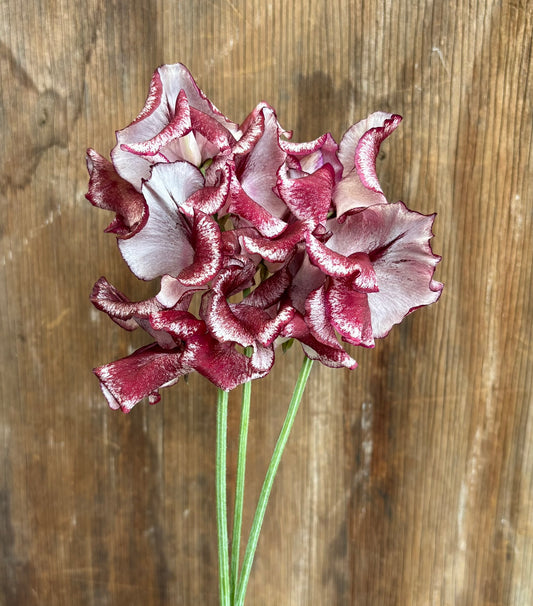 Sweet Pea 'Lisa Marie' NEW!