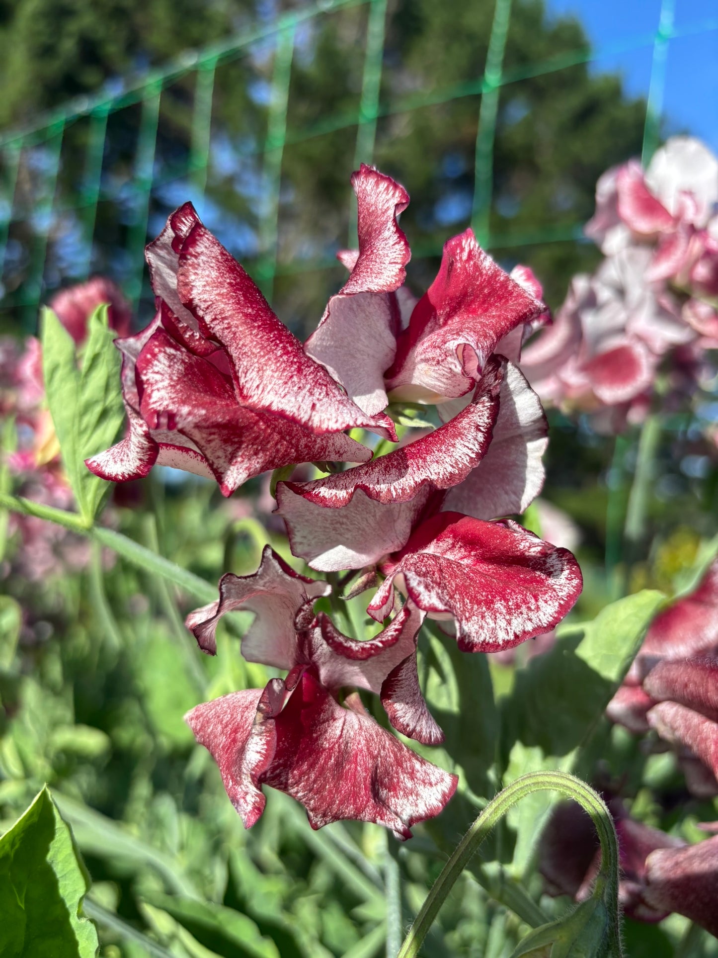 Sweet Pea 'Lisa Marie' NEW!
