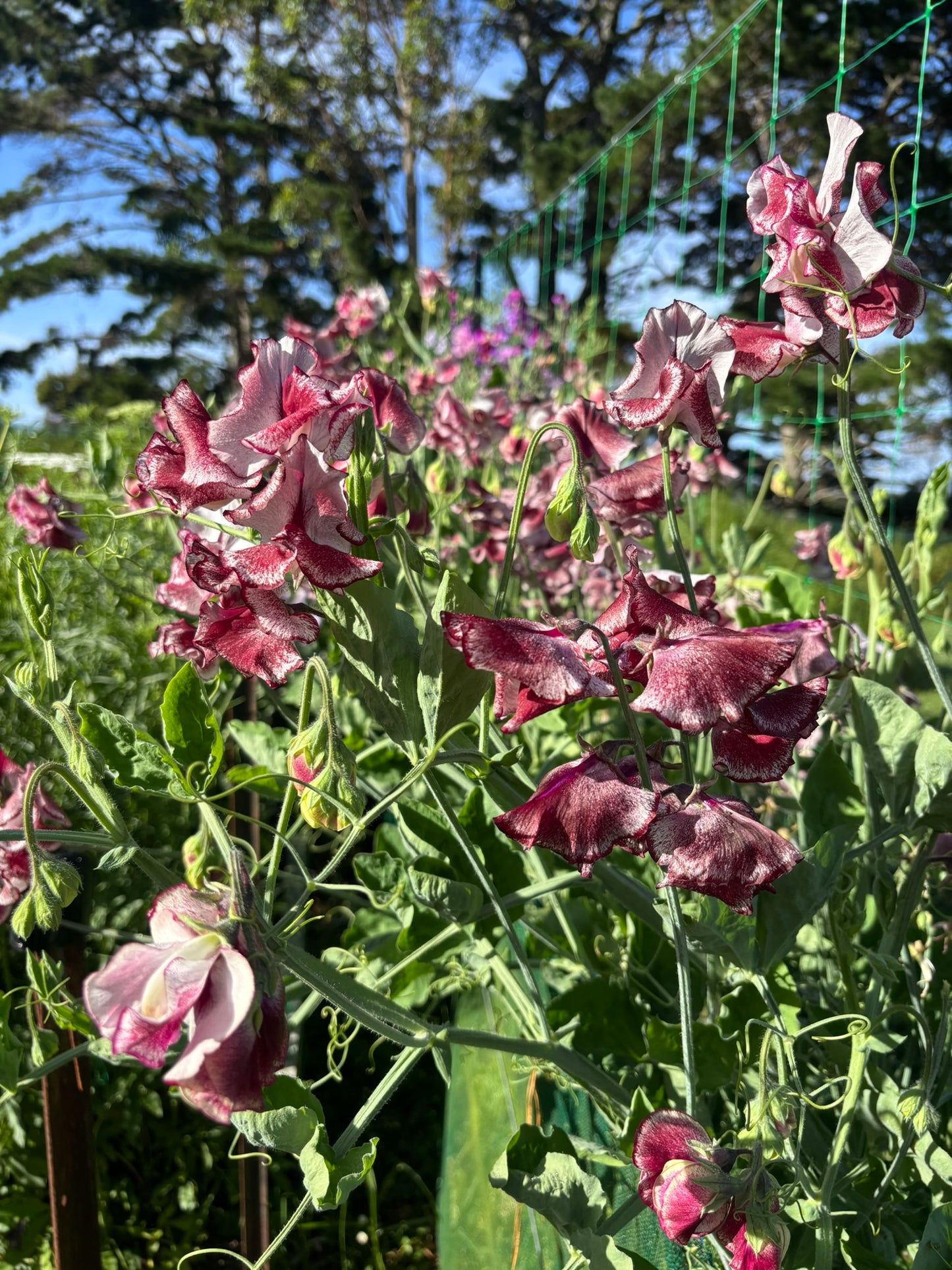 Sweet Pea 'Lisa Marie' NEW!