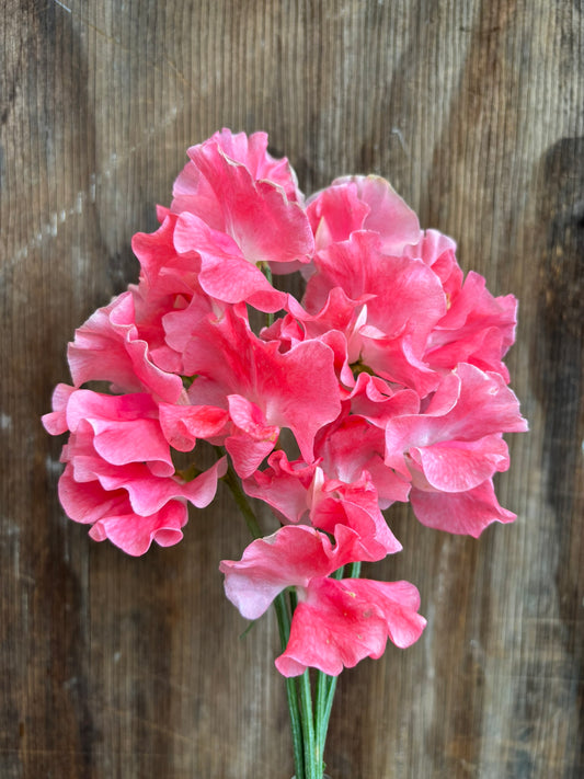 Sweet Pea 'Lizbeth' NEW!