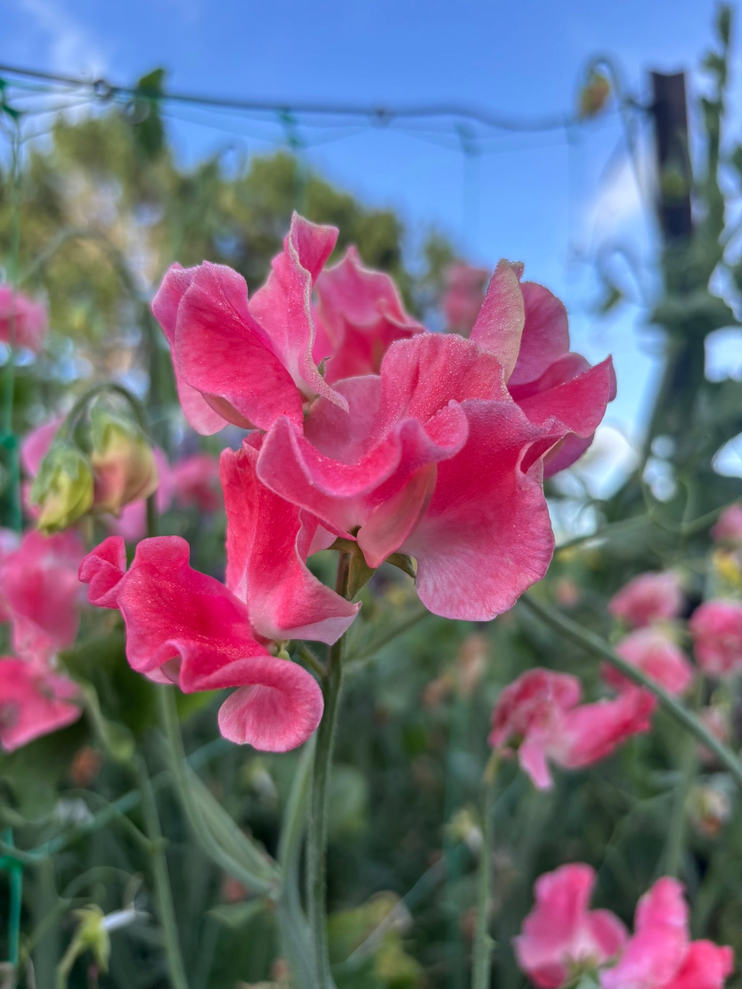 Sweet Pea 'Lizbeth' NEW!