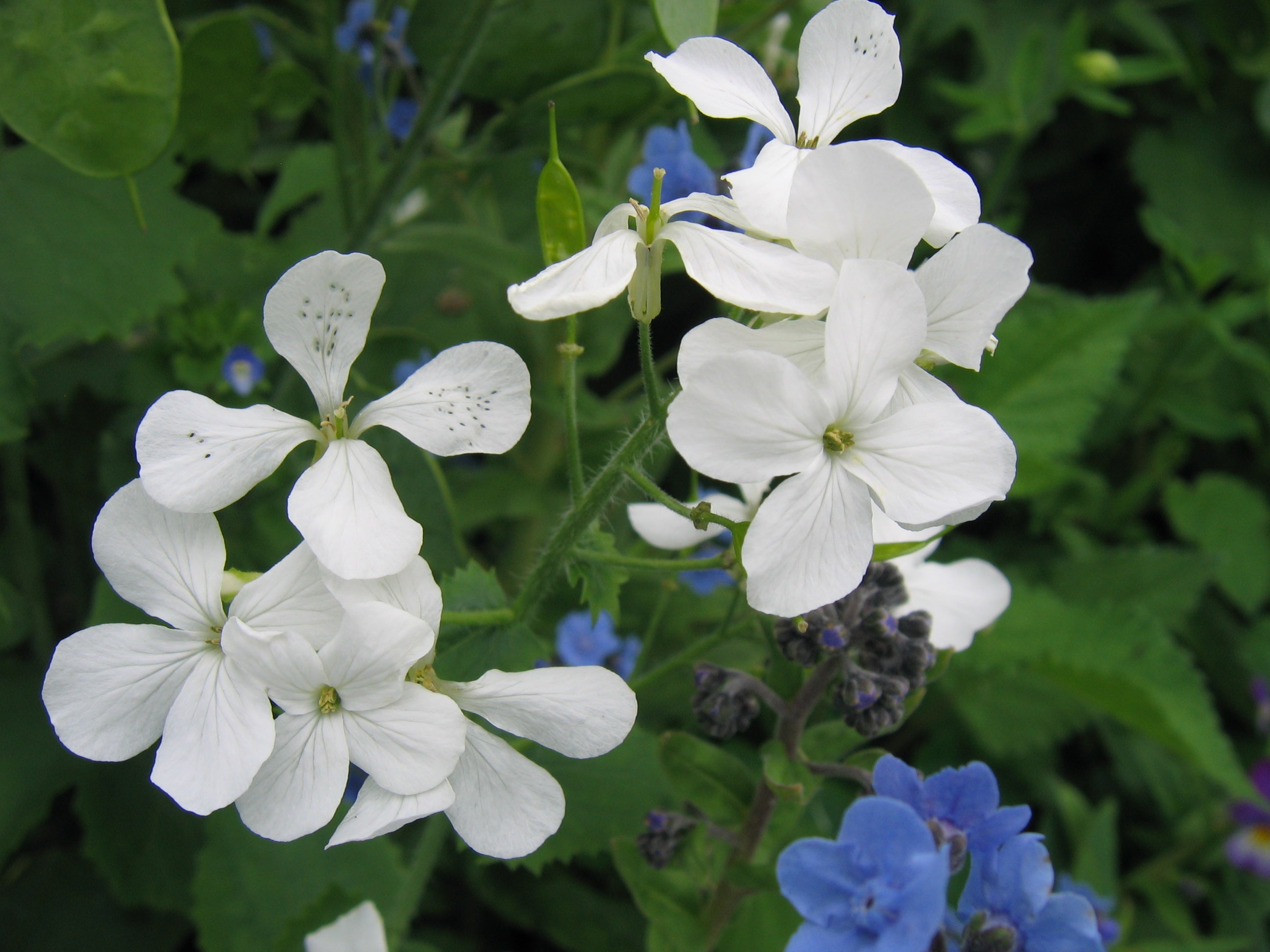 Lunaria annua white NEW! – Garden on the Hill