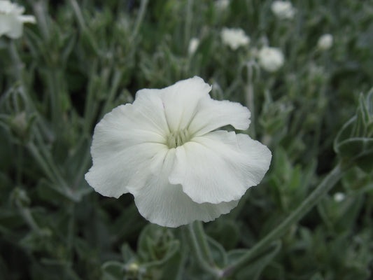 Lychnis coronaria white NEW!