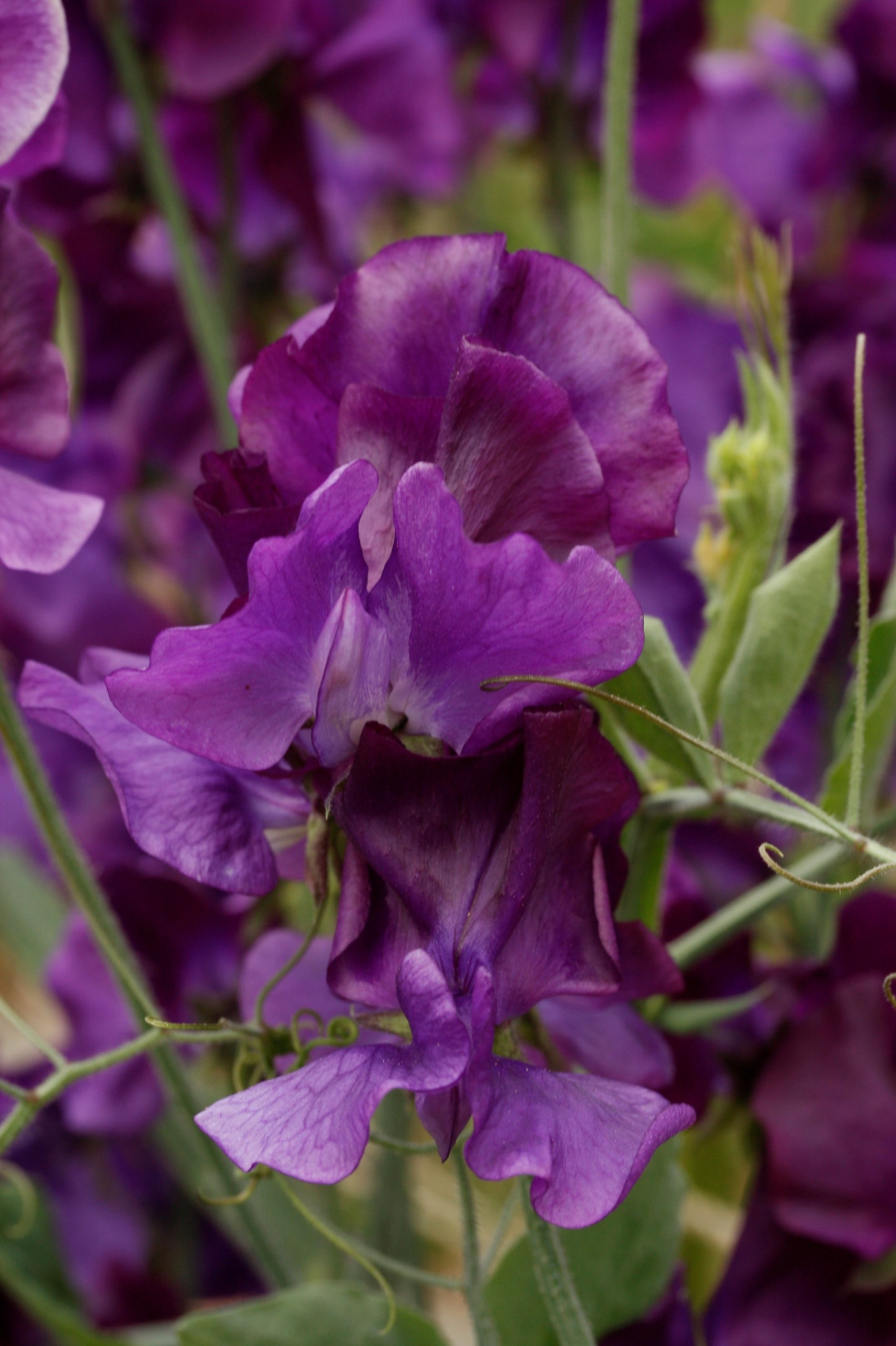 Sweet Pea 'My Navy'