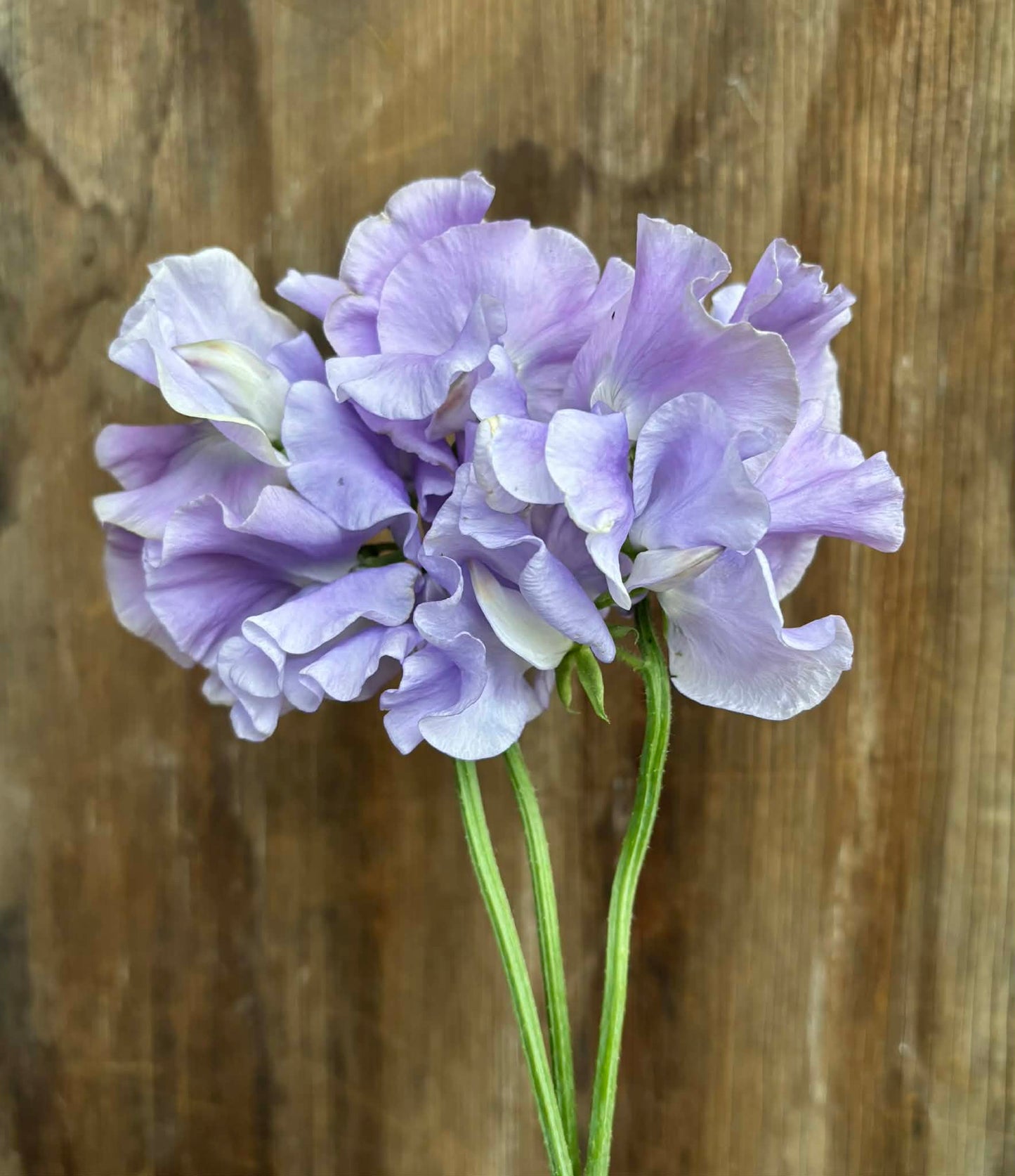 Sweet Pea 'Naomi Nazareth' NEW!