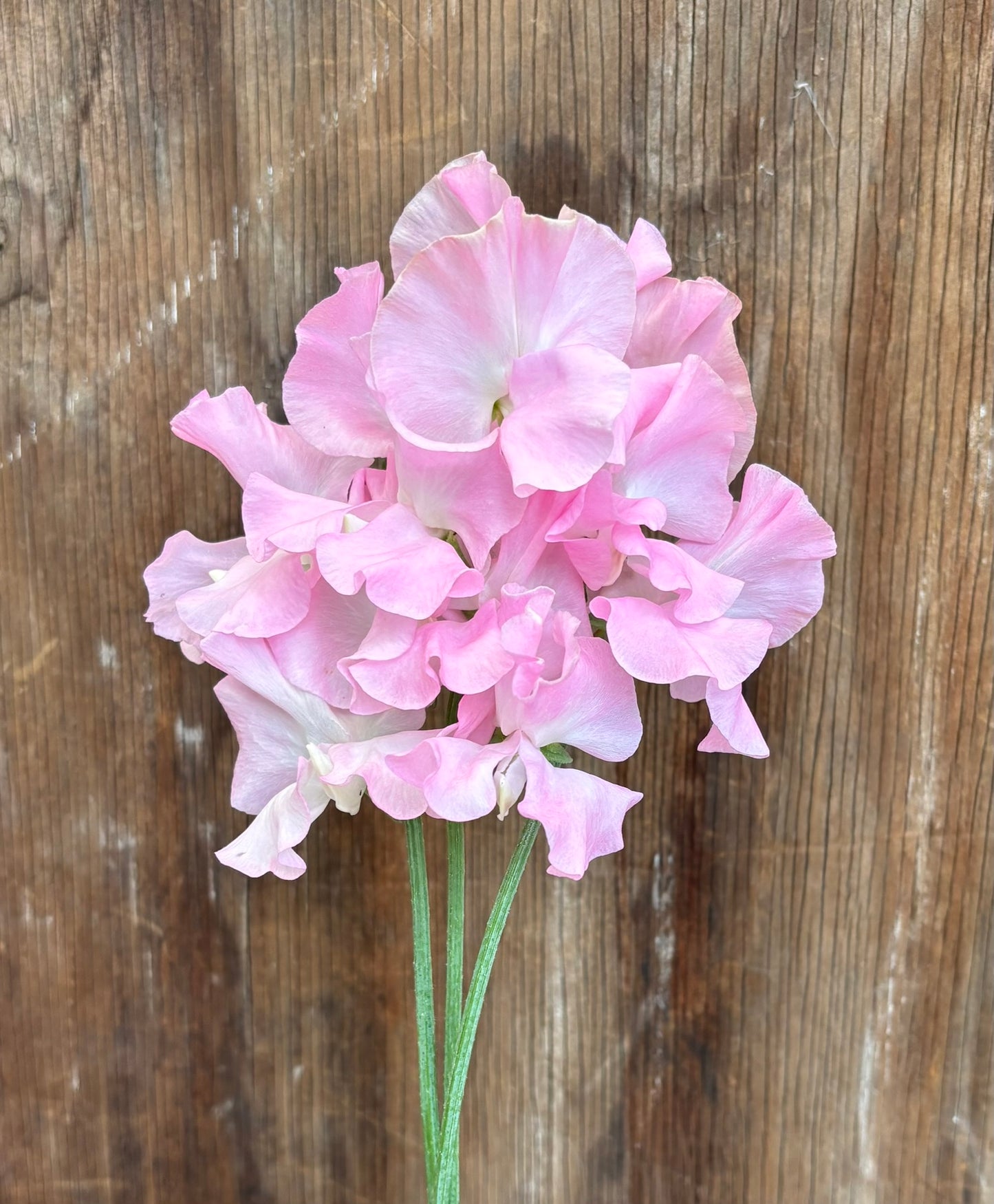 Sweet Pea 'Patricia Marilyn'