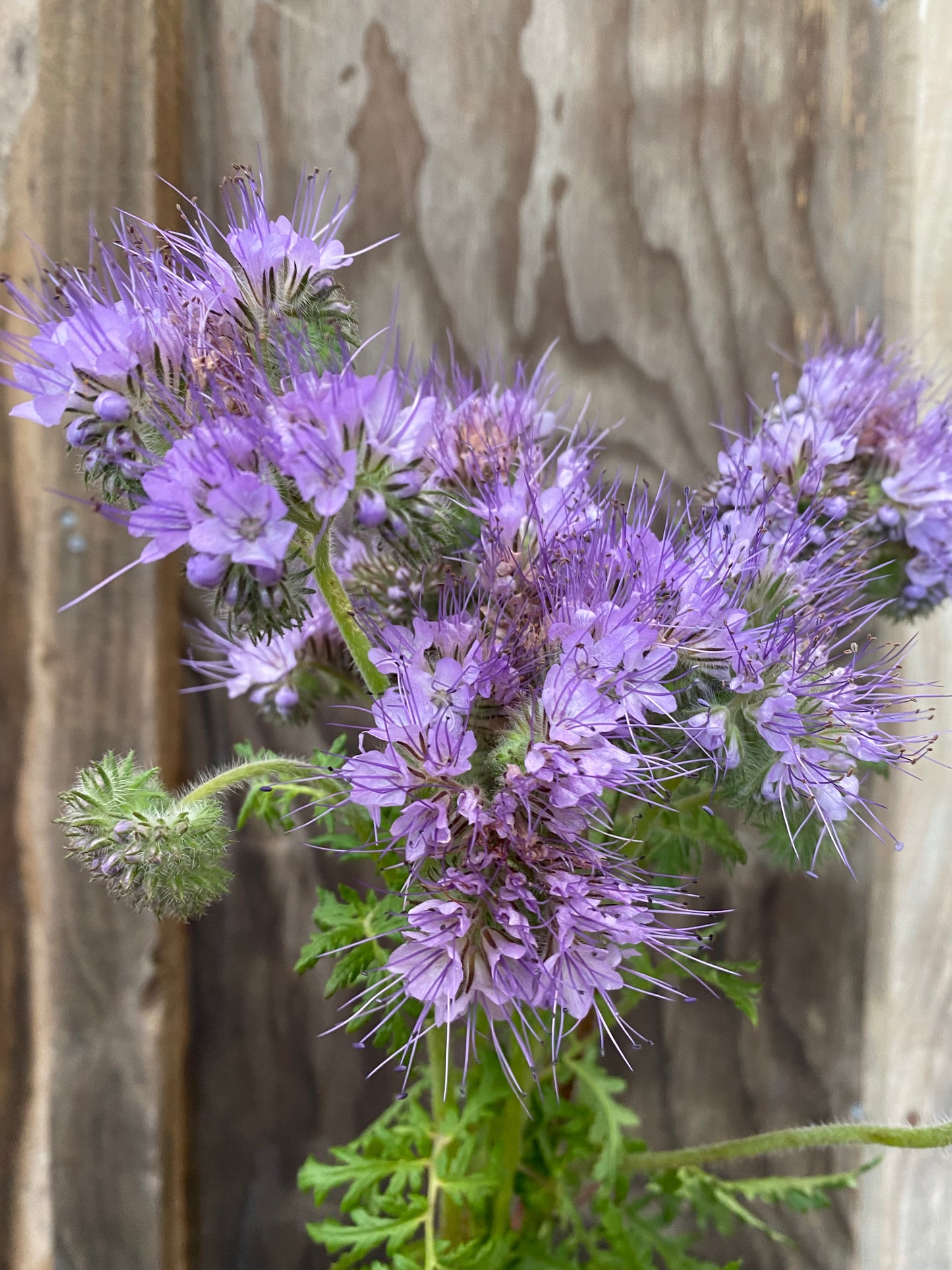 Phacelia tanacetifolia NEW!