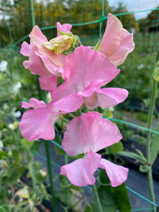 Sweet Pea 'Pink Nines'
