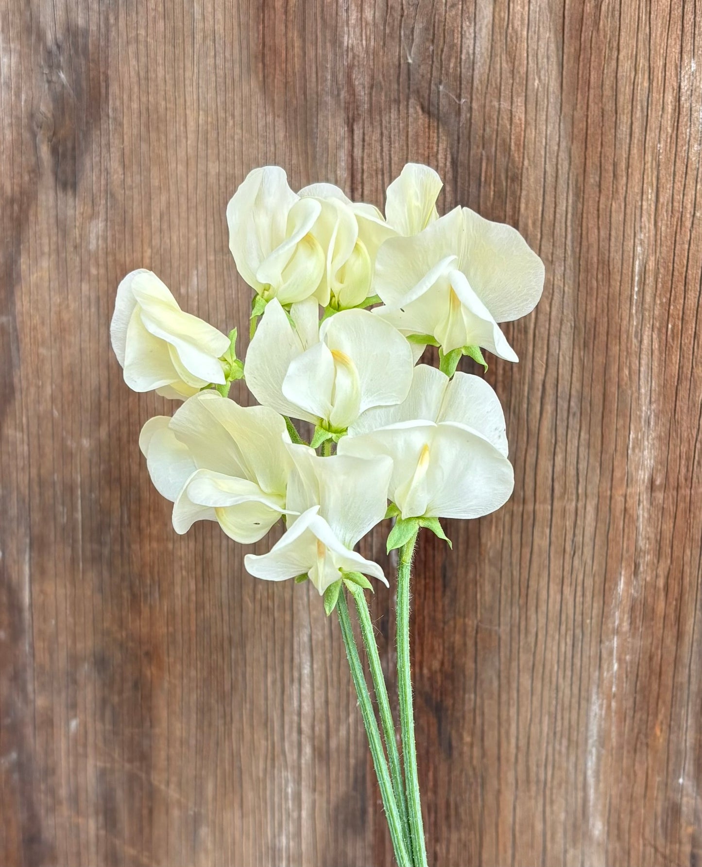 Sweet Pea 'Primrose' NEW!