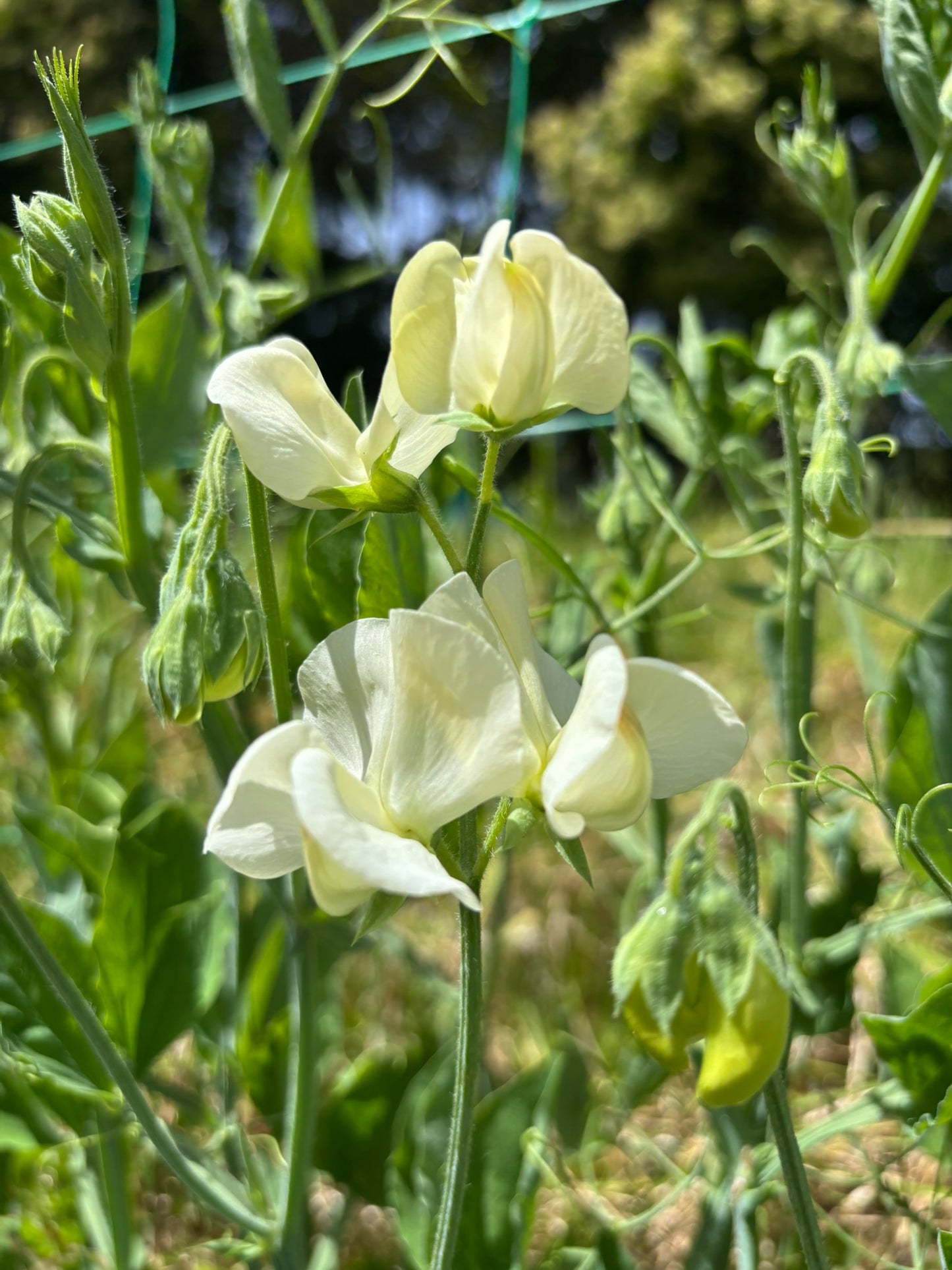 Sweet Pea 'Primrose' NEW!