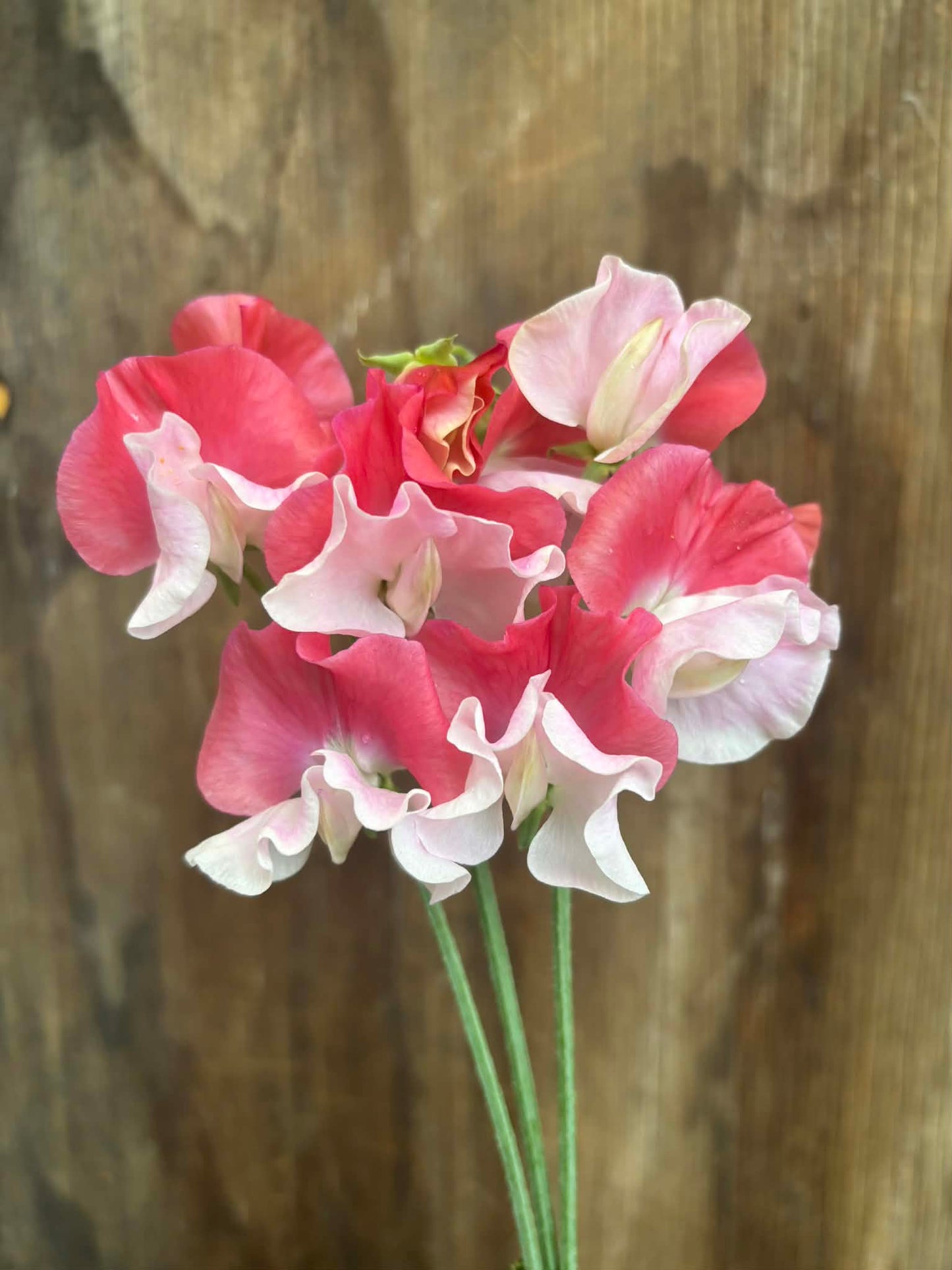 Sweet Pea 'Renaissance' NEW!
