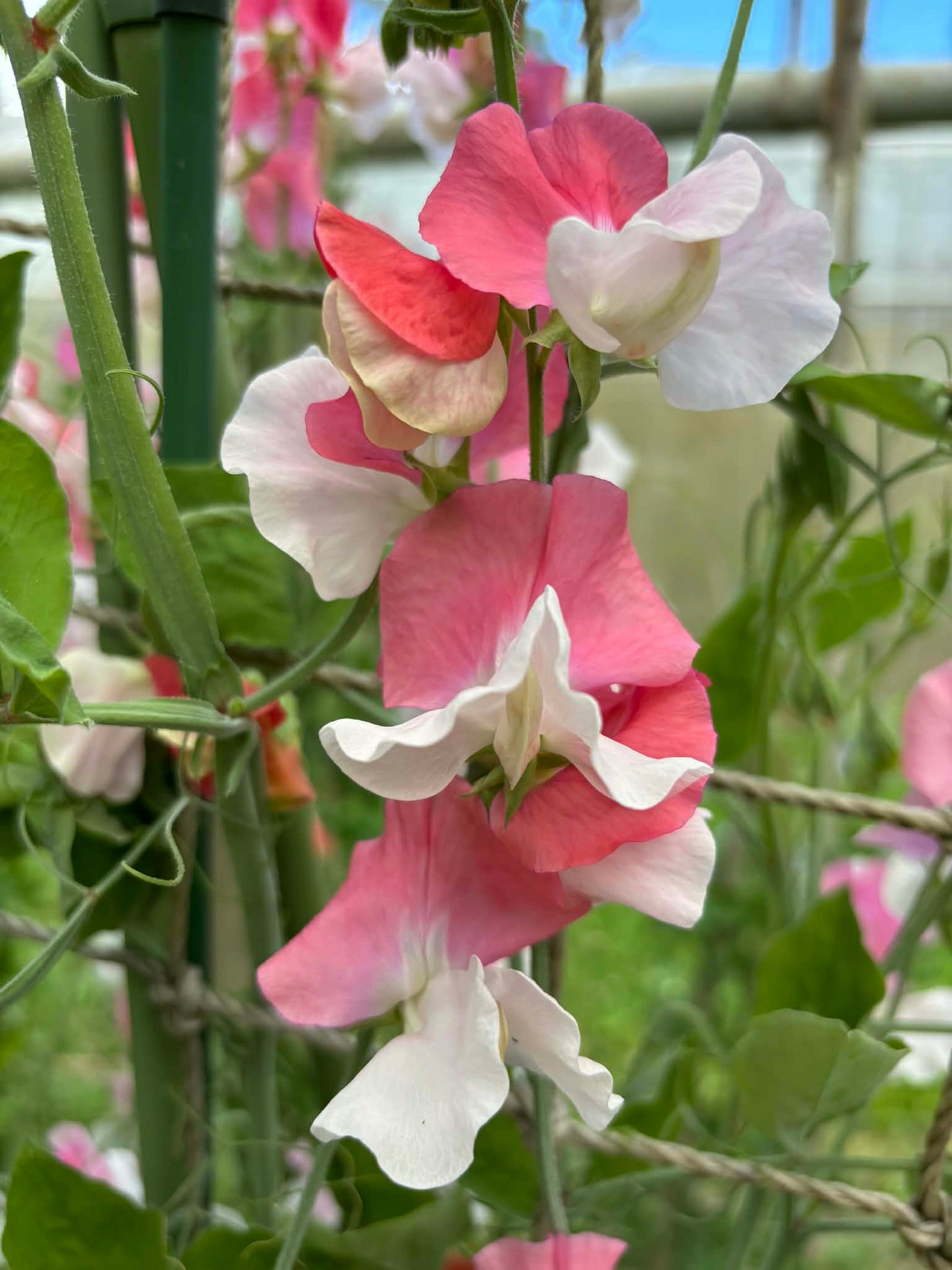 Sweet Pea 'Renaissance' NEW!