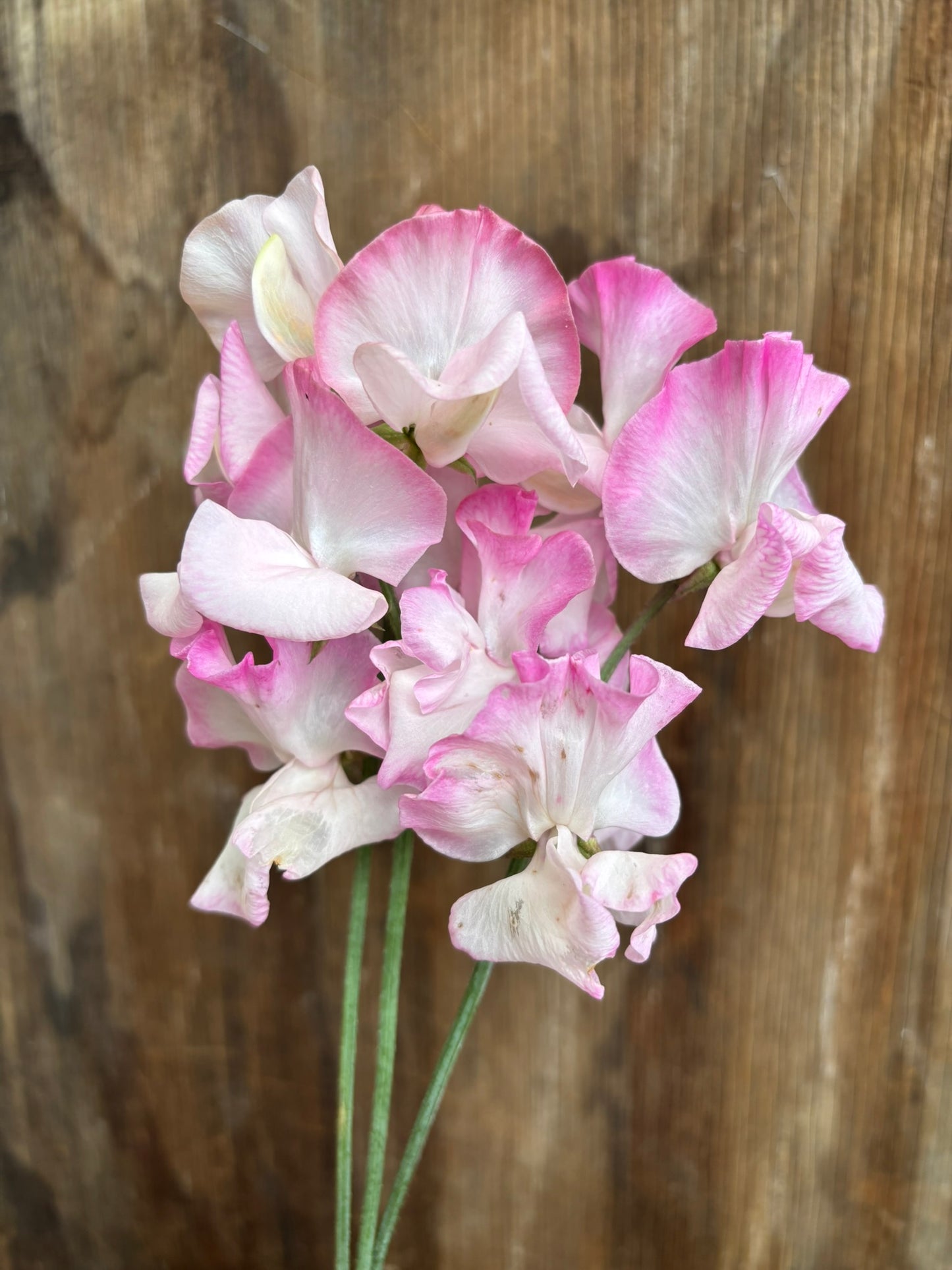 Sweet Pea 'Rosy Frills' NEW!