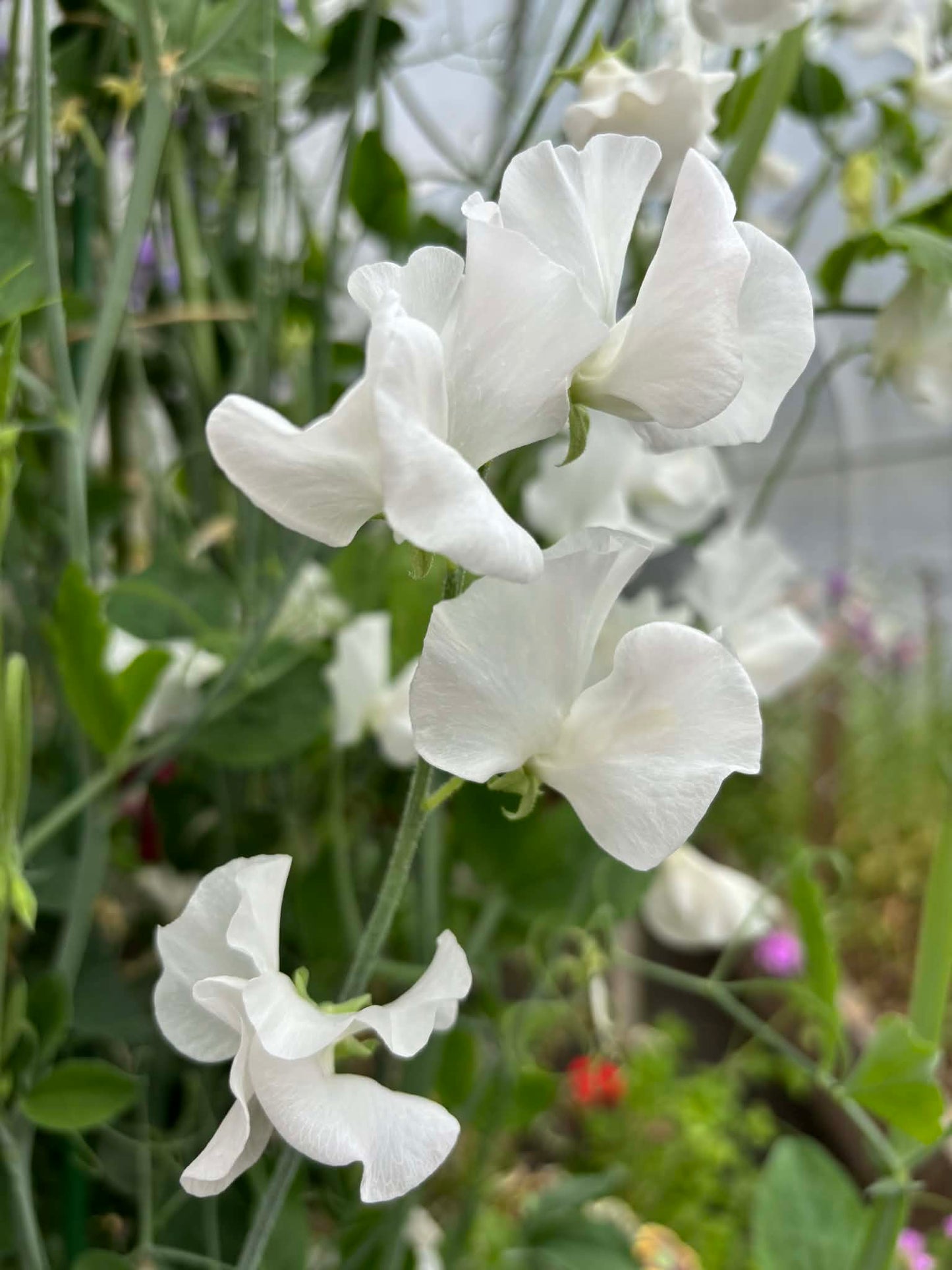 Sweet Pea 'Solstice White' NEW!