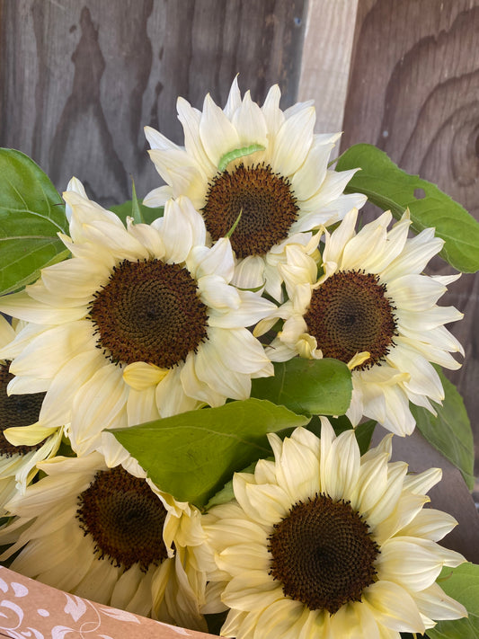 Helianthus 'Procut White Nite' F1