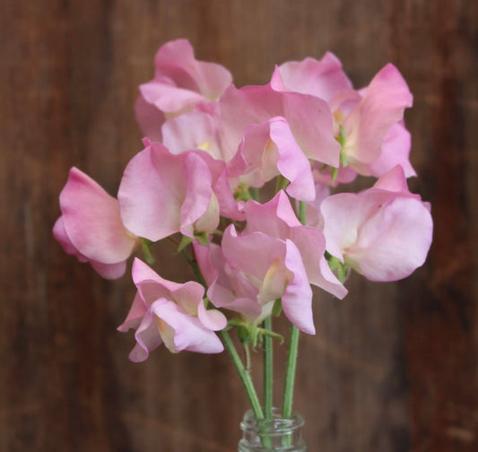 Sweet Pea 'Alisa' NEW!