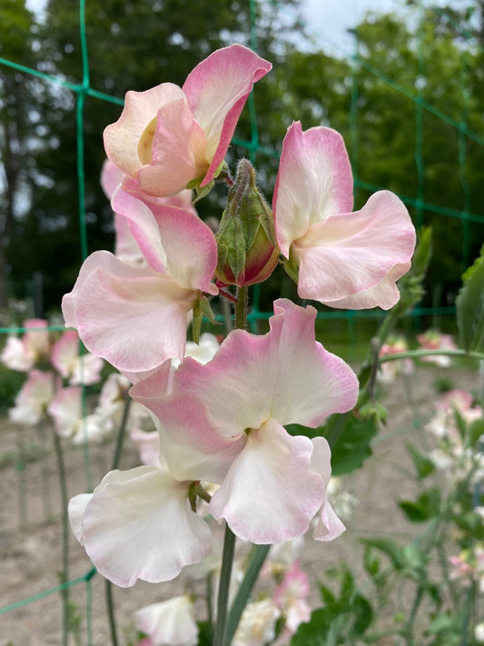 Sweet Pea 'Bix'
