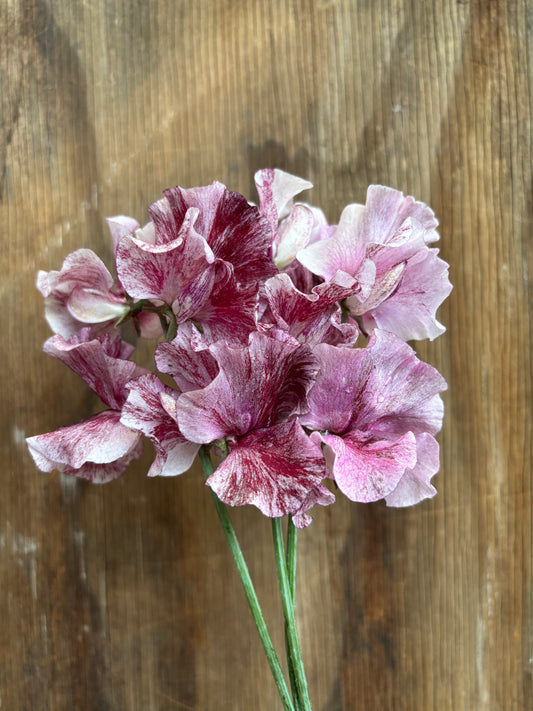Sweet Pea 'Chocolate Flake' NEW!
